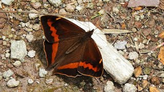 A New Species of Butterfly in Ecuador is Discovered with iNaturalist English version [upl. by Zea]