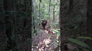 Mengukuti jejak Orangutan 🦧  sopy zayus shorts [upl. by Ojimmas]