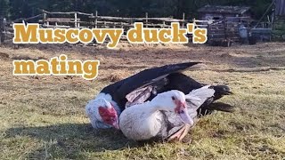 Muscovy duck s mating [upl. by Malone]