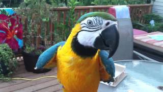 My blue amp gold Macaw [upl. by Anilrats]