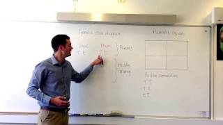 GCSE science genetic cross diagrams and Punnett squares [upl. by Yngad887]