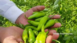 Hari Mirch ka Achaar Recipe  Green Chillies Pickle Recipe  Village Food Secrets [upl. by February377]