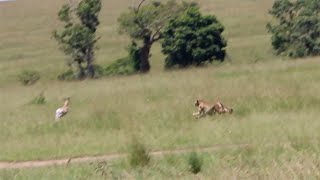 Cheetah catches up to gazelle with relative ease [upl. by Ettelohcin]