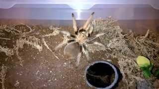 Aphonopelma chalcodes Husbandry [upl. by Einahpets]