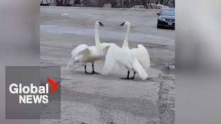 “Magical” reunion of Toronto swan pair goes viral [upl. by Adams]