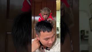 WOW  CUTIS meets his adoptive Dad monkey babymonkeycutis cutis shortvideo [upl. by Ashleigh]