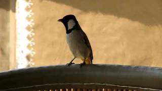 Whiteeared Bulbul Mondawa Rajasthan India [upl. by Atirabrab]