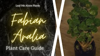 Fabian Aralia Stump Polyscias scutellaria Plant Care Guide  For Beginners [upl. by Yann620]