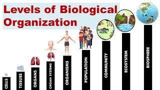 Levels of Biological Organization [upl. by Trillby]