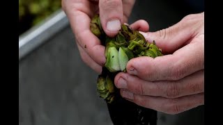 Dispersing the Giant Salvinia Weevil to Maximize Control Efforts [upl. by Cardinal]