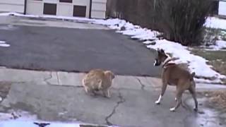 Katze und Hund Lustige Tiere Die Tiere Die Witze Cat vs Dog [upl. by Akel]