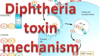 Diphtheria toxin mechanism [upl. by Kingsbury694]