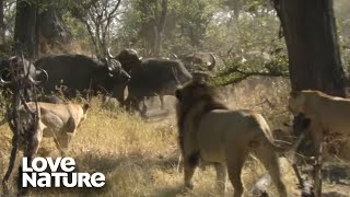 Lions Hunt Buffalo Leaving Lioness Severely Wounded  Love Nature [upl. by Dnalra927]