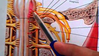 131 Accessory and hypoglossal nerve [upl. by Akili]