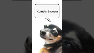 kumalala savesta shorts dog meme foryou fyp [upl. by Tye68]