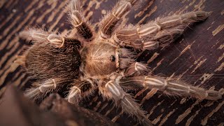 Aphonopelma seemanni Costa Rican Zebra Tarantula shorts [upl. by Esinned981]