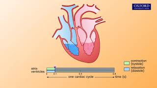 Cardiac cycle stages physiology Diastole and systole in the cardiac cycle [upl. by Ahel]