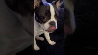 Begging at its finest and closest 😂 puppy dog frenchies funny cute [upl. by Chyou58]