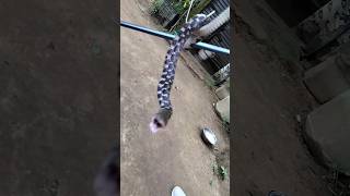 Checkered keelback rescue snake wildlife rescue payal reptile [upl. by Adlez]