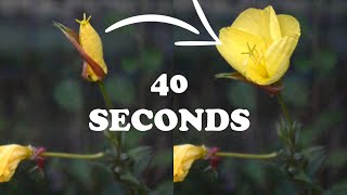 Flower that opens in SECONDS  Oenothera biennis [upl. by Odlauso]