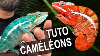 TUTO Caméléons  terrarium éclairage maintenance [upl. by Cozza]