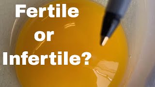 How To Tell If An Egg is Fertile Or Infertile [upl. by Erlewine925]