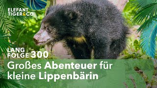 Kleine Lippenbärin erstes Mal auf großer Außenanlage Langfolge 300  Elefant Tiger amp Co  ARD [upl. by Ejrog]