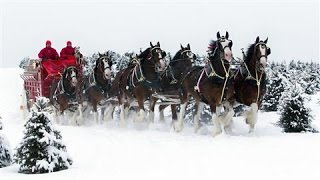 Image Makeover for Budweisers Clydesdales [upl. by Ricky]