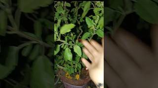 Tulsi ka paudha De Sanket samajhna Mata Lakshmi aapke Meherban hailike subscribe 🌺🙏 [upl. by Tecu]