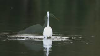 Grande Aigrette en pêche sur la Garonne2112017 [upl. by Aizahs]