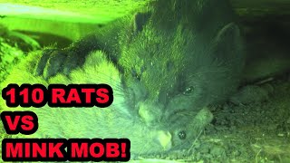 INFESATION of Rats vs Mob of Mink and Dogs [upl. by Dnomasor]