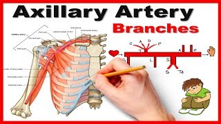 Axillary Artery Branches Mnemonic series  12 [upl. by Nehemiah615]