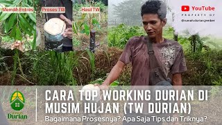 CARA TOP WORKING DURIAN DI MUSIM HUJAN TW DURIAN  Bagaimana ProsesnyaApa Saja Tips dan Triknya [upl. by Santiago]