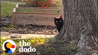 Interior Design Couple Builds Stray Cat A Winter Home  The Dodo [upl. by Ahsekad]