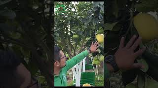 Naranja Limón y Toronja en un solo árbol ❤️🌱 [upl. by Akinnor]