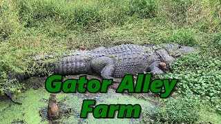 Gator Alley Farm Summerdale Alabama [upl. by Ahsyak]