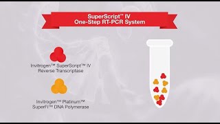 1step vs 2step RTPCR—which one is right for your application [upl. by Klenk109]