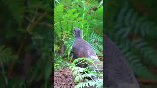 Lyrebird mimicking other birds bird nature [upl. by Kathlene295]