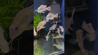 Red striped earth eaters geophagus surinamensis now available 161124 [upl. by Crisey128]