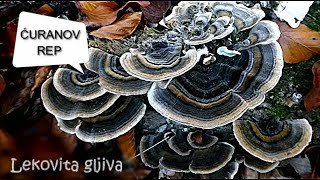 Ćuranov rep Trametes versicolor  Lekovita gljiva [upl. by Ellives]