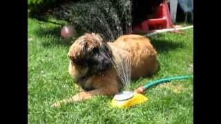 7 month old Leonberger puppy [upl. by Lynn]