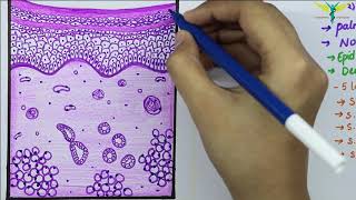 Histology of Thick SkinGlabrous skin [upl. by Cicily]