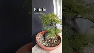 Espinillo Vachellia caven [upl. by Will938]