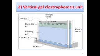 Vertical Gel Electrophoresis and SDS PAGE [upl. by Prasad]