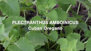 Plectranthus Amboinicus Cuban Oregano Tasty and Many Health Benefits [upl. by Alyehs223]