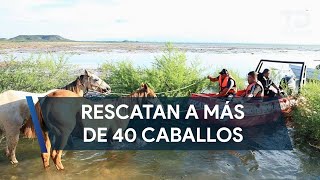 Rescatan a más de 40 caballos que quedaron atrapados en presa Cerro Prieto NL [upl. by Cristian]