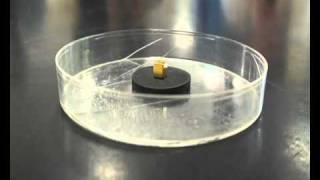 Superconductor Meissner effect [upl. by Akem630]