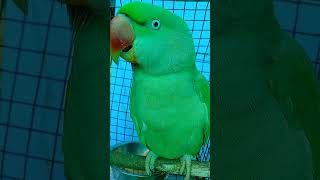 🦜🦜🌹❤️Metoo is singsong originalvlog🦜🌹❤️❤️🙏🙏👍 [upl. by Enelia]