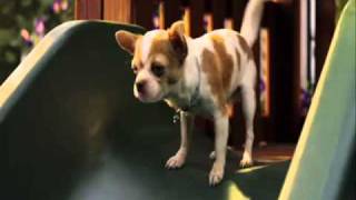 beverly hills chihuahua 2chihuahua song [upl. by Haela542]