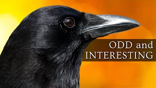 10 Odd and Interesting Facts About Crows and Ravens North America [upl. by Joice422]